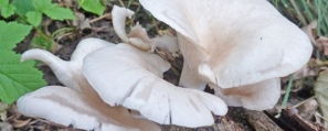 branching-oyster-mushroom