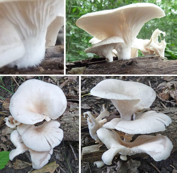White Oyster Mushroom