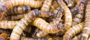 maggots