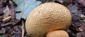 earthball-identification