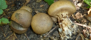 scaly-earthball-identificat