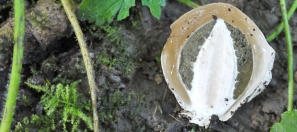 centre-of-the-stinkhorn-egg
