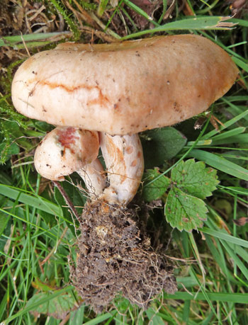 Saffron Milkcap Mushroom