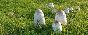 lawyers-wig-mushroom
