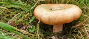 saffron-milkcap-identificat