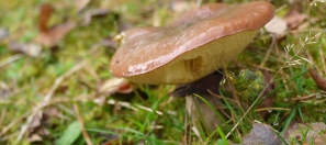 slippery-jack-identificatio