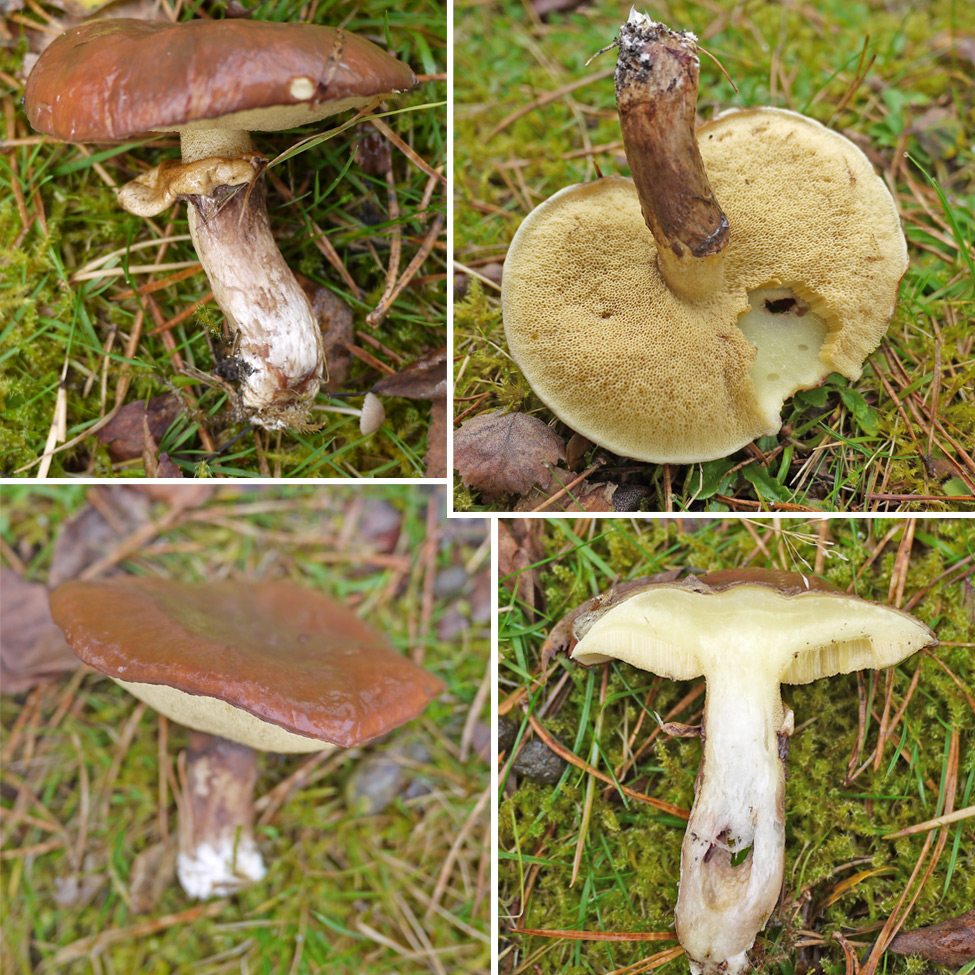 Slippery Jack mushroom pictures Suillus luteus pictures