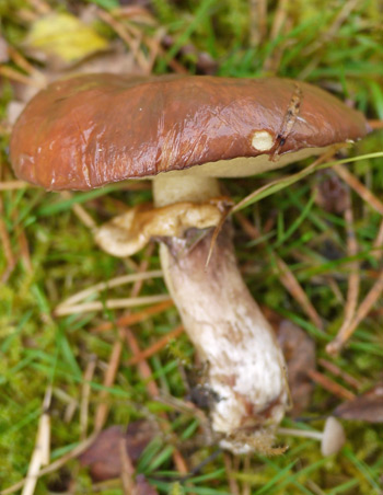 Suillus luteus