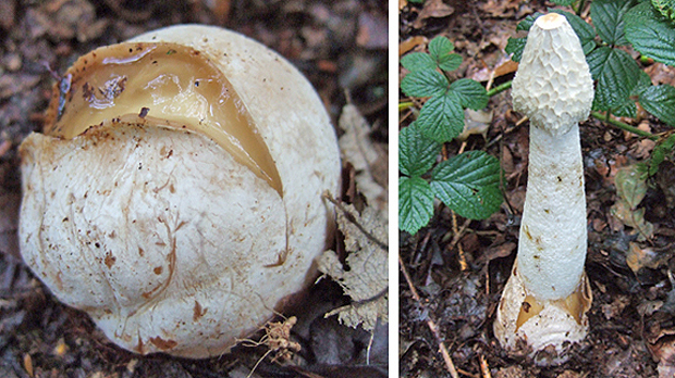 Stinkhorn Egg and Mature Fungus Phallus impudictus - Witches Egg - Stinkhorn Fungus