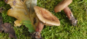 oakbug-milkcap-mushroom