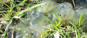 Strange fungus or not?