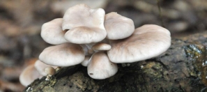 Oyster Mushrooms