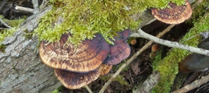 Blushing Bracket Fungus