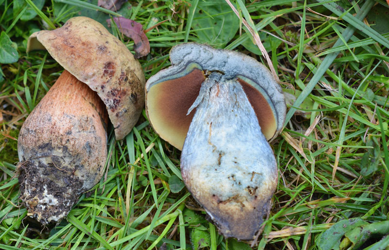 Lurid Bolete Boletus luridis Suillellus luridus The Mushroom