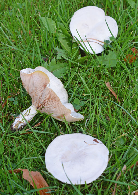 The Miller Clitopilus prunulus The Mushroom Diary UK Wild